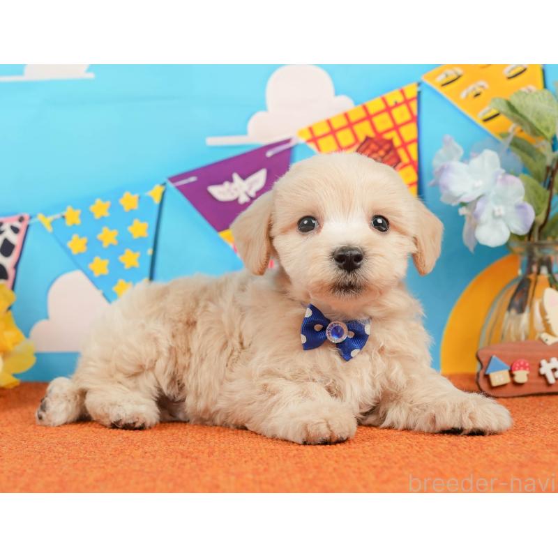 販売中の静岡県のマルプー:マルチーズ×トイプードル-437492の6枚目