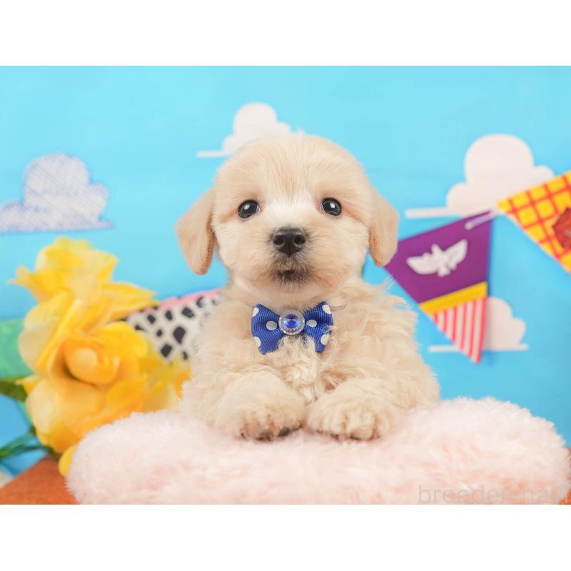 販売中の静岡県のマルプー:マルチーズ×トイプードル-437492の5枚目