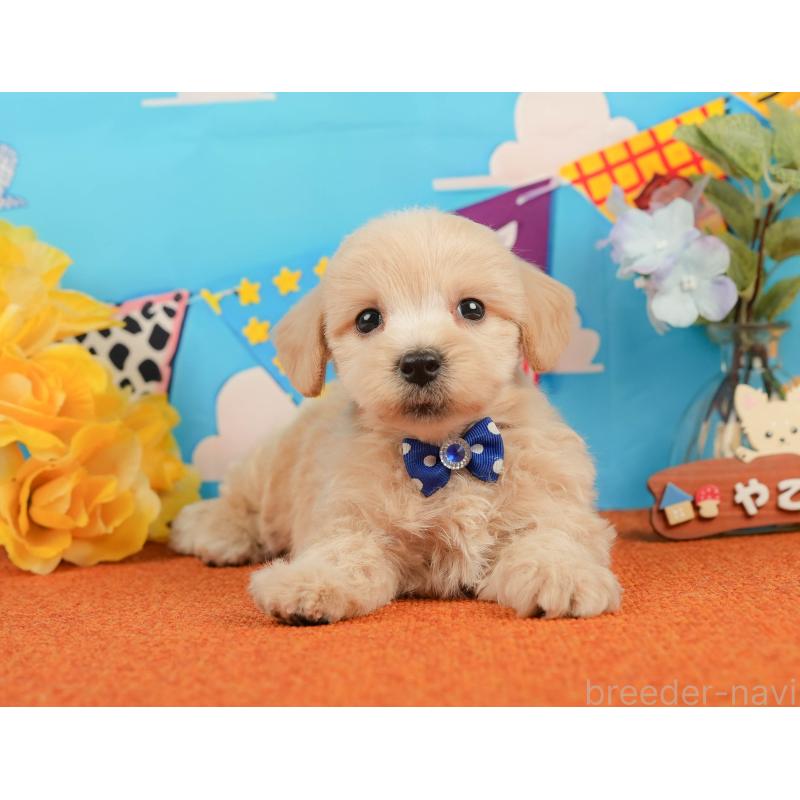 販売中の静岡県のマルプー:マルチーズ×トイプードル-437492の4枚目