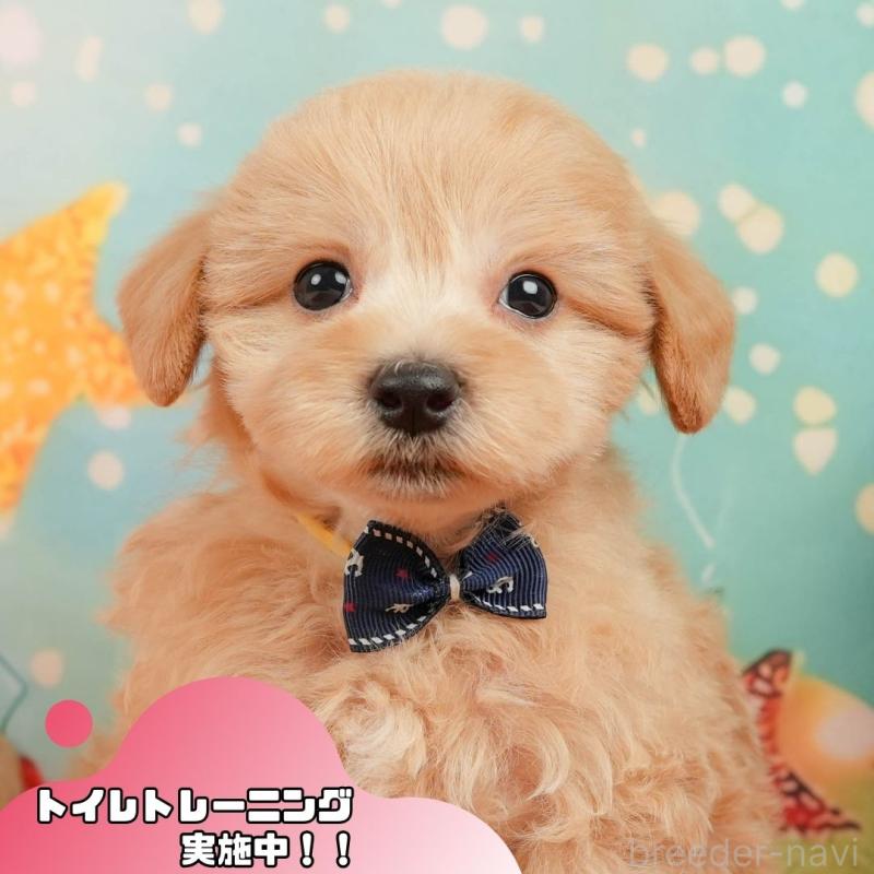 販売中の静岡県のマルプー:マルチーズ×トイプードル-437491