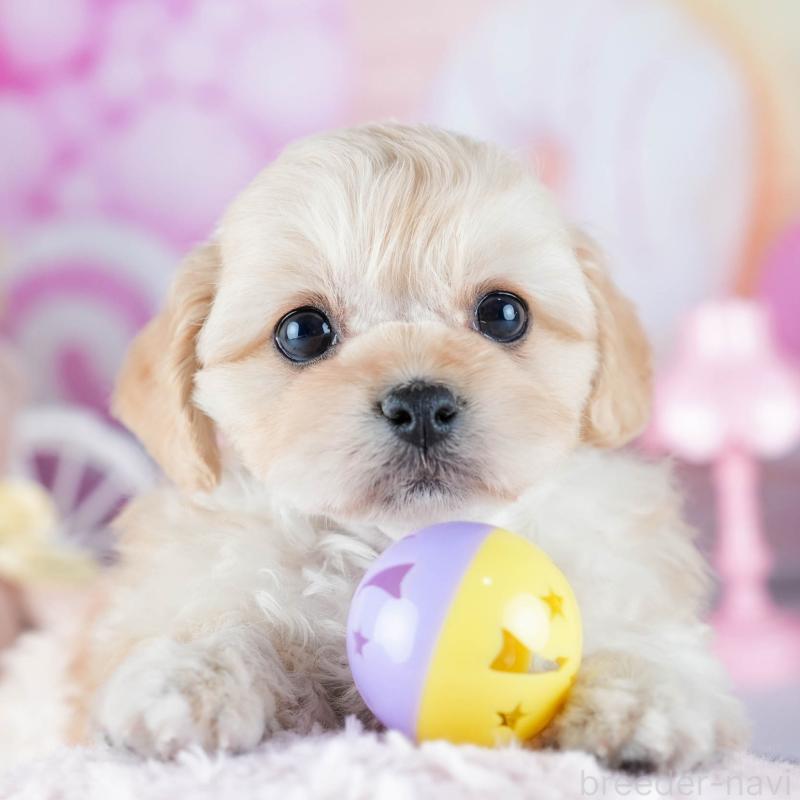 販売中の茨城県のミックス犬-437386