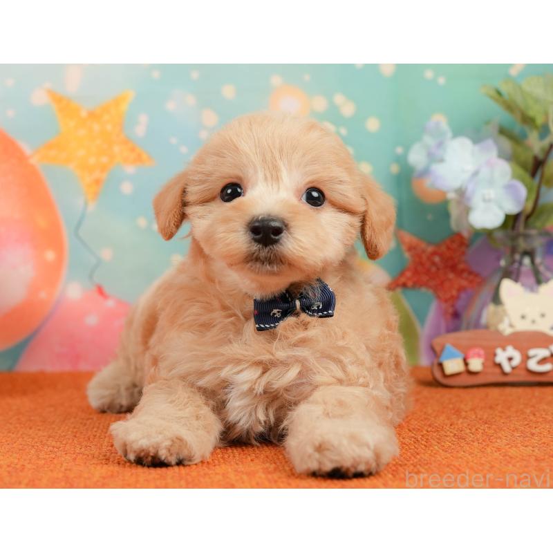 販売中の静岡県のマルプー:マルチーズ×トイプードル-437491の10枚目