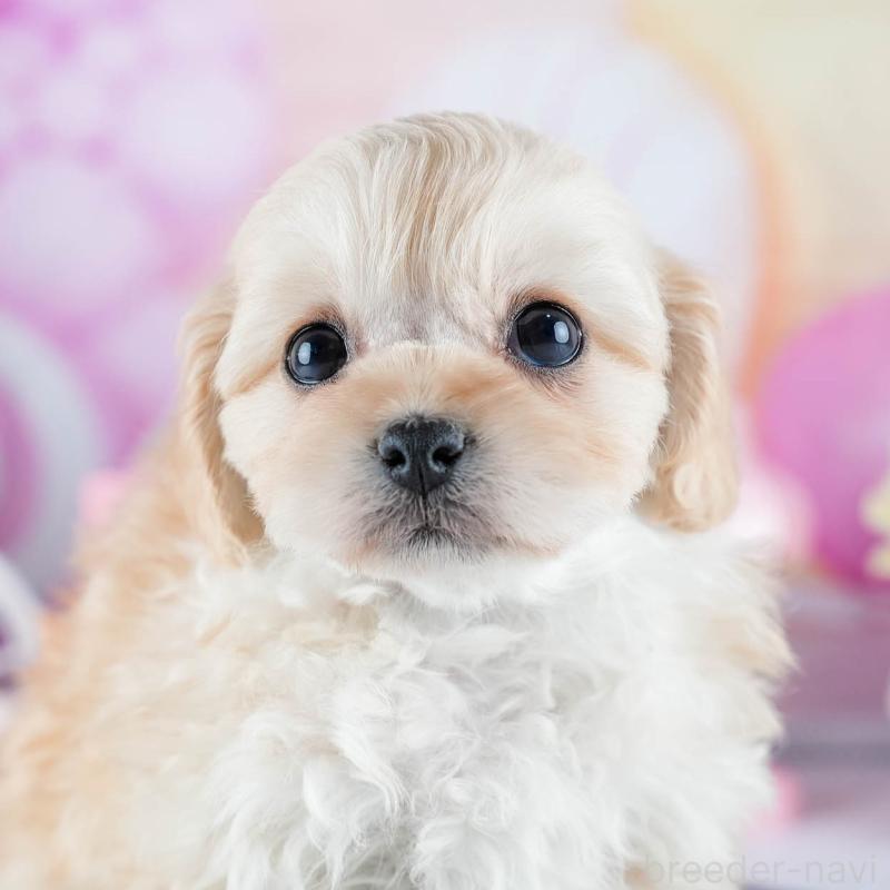 販売中の茨城県のミックス犬-437386の10枚目