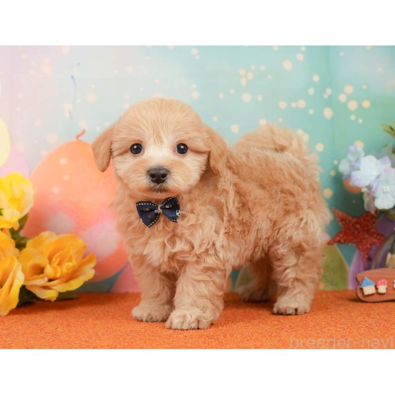 販売中の静岡県のマルプー:マルチーズ×トイプードル-437491の9枚目