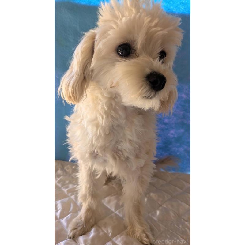 商談中の埼玉県のマルプー:マルチーズ×トイプードル-401258の7枚目