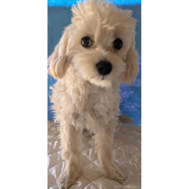 商談中の埼玉県のマルプー:マルチーズ×トイプードル-401258の6枚目