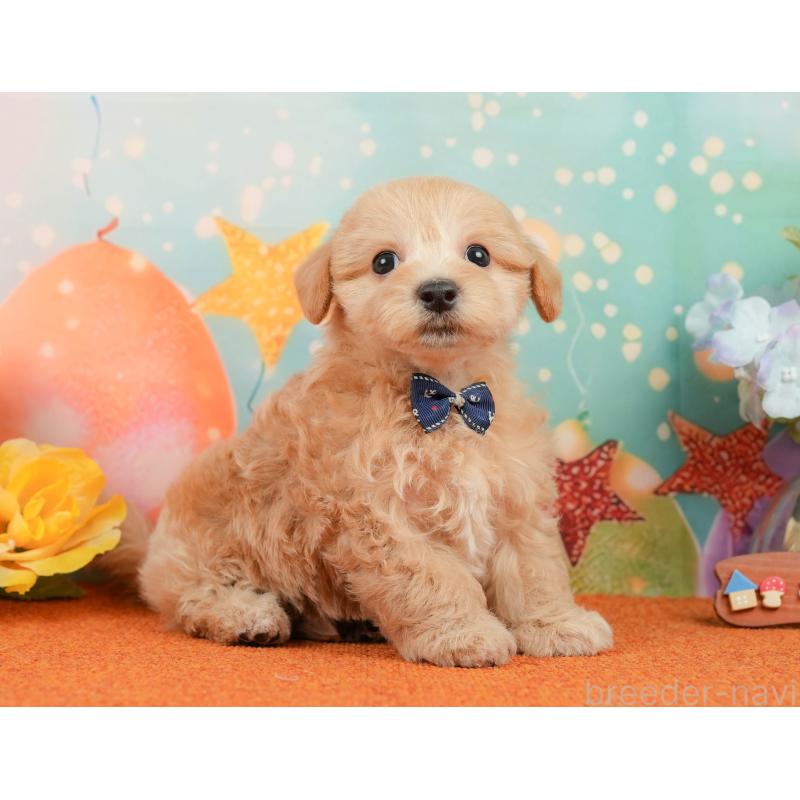 販売中の静岡県のマルプー:マルチーズ×トイプードル-437491の7枚目