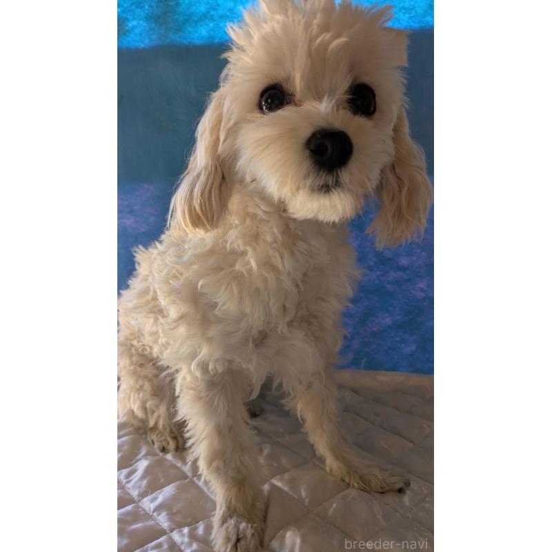 商談中の埼玉県のマルプー:マルチーズ×トイプードル-401258の5枚目