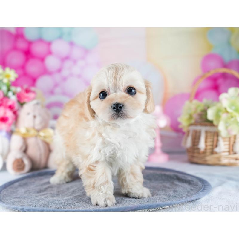 販売中の茨城県のミックス犬-437386の7枚目