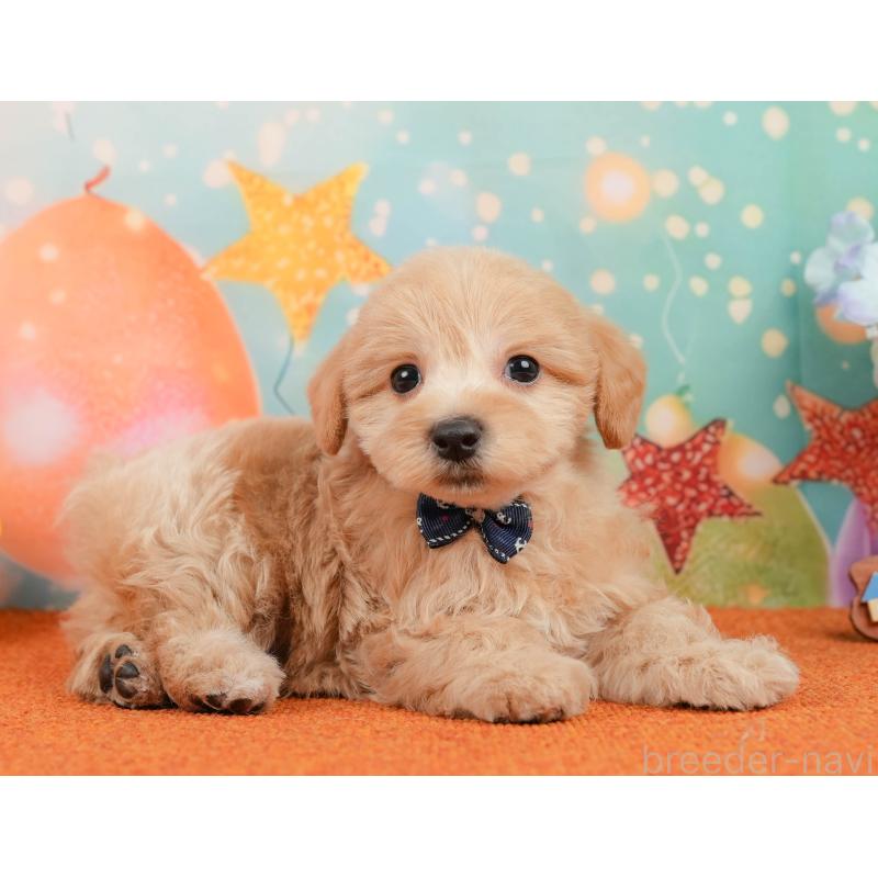 販売中の静岡県のマルプー:マルチーズ×トイプードル-437491の6枚目