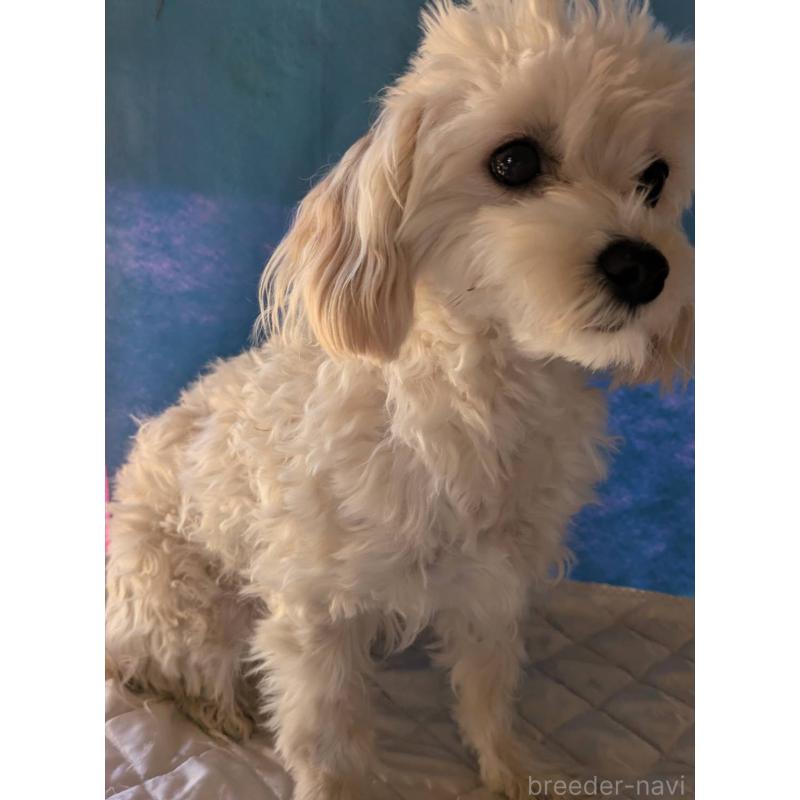 商談中の埼玉県のマルプー:マルチーズ×トイプードル-401258の1枚目