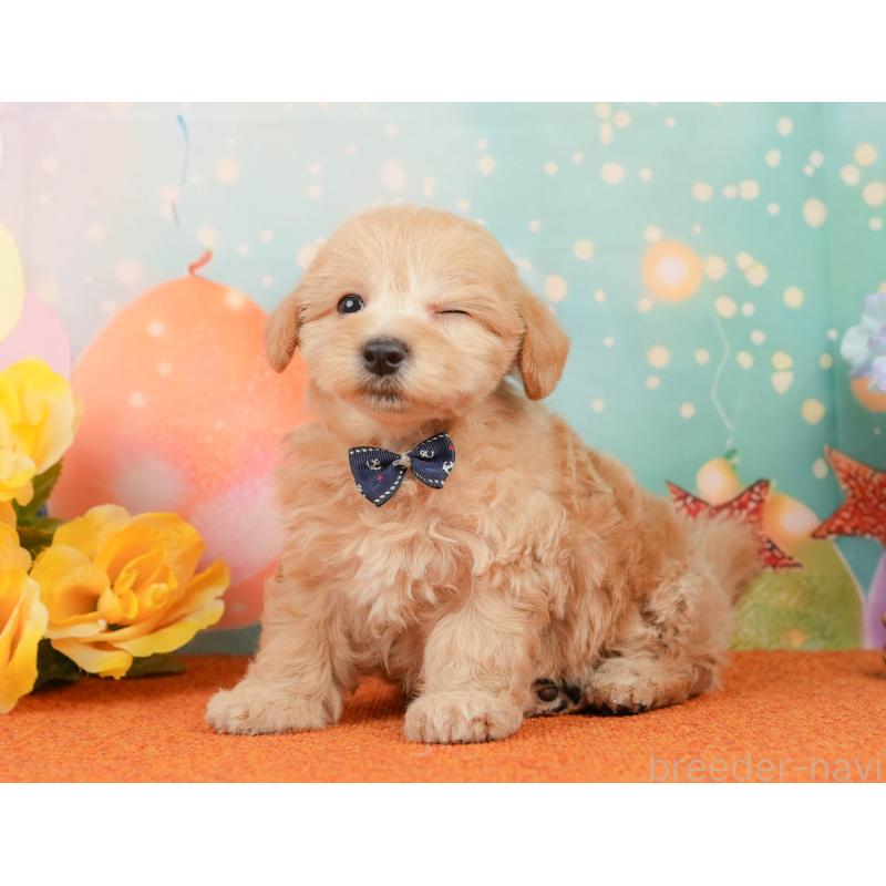 販売中の静岡県のマルプー:マルチーズ×トイプードル-437491の5枚目