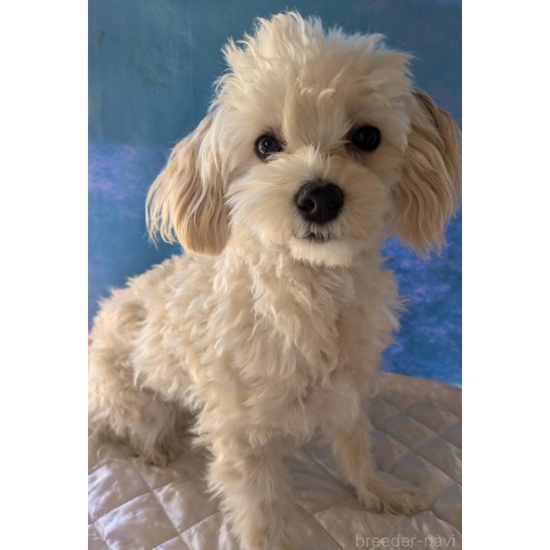 商談中の埼玉県のマルプー:マルチーズ×トイプードル-401258の3枚目