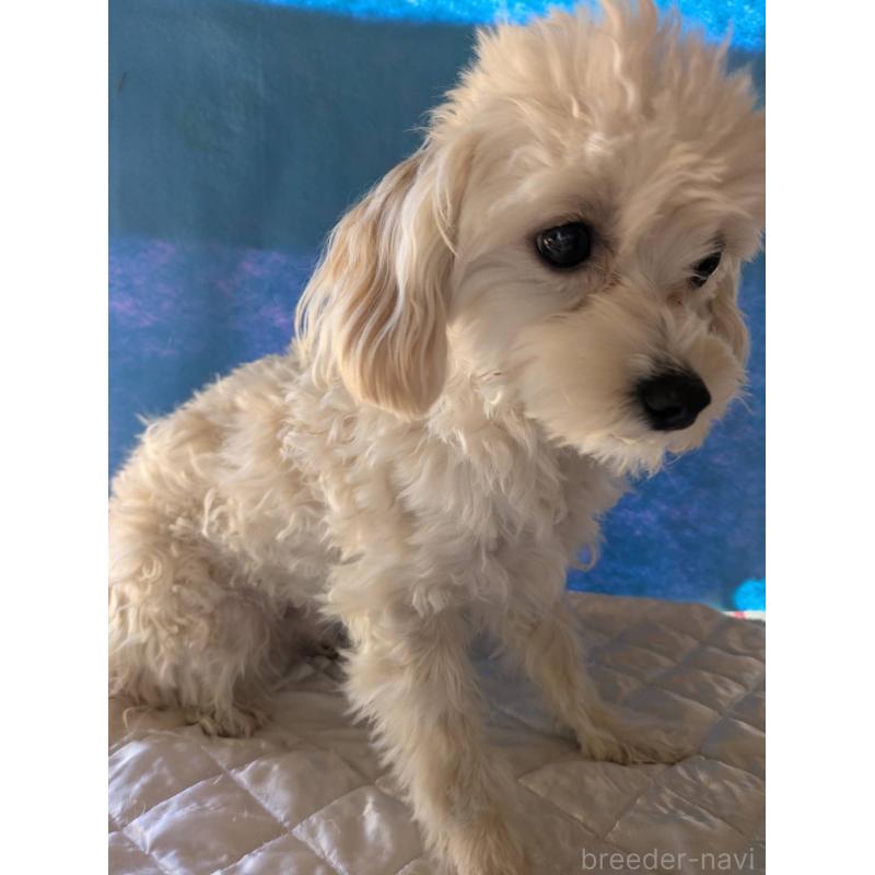 商談中の埼玉県のマルプー:マルチーズ×トイプードル-401258の2枚目