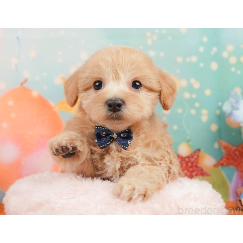 販売中の静岡県のマルプー:マルチーズ×トイプードル-437491の4枚目