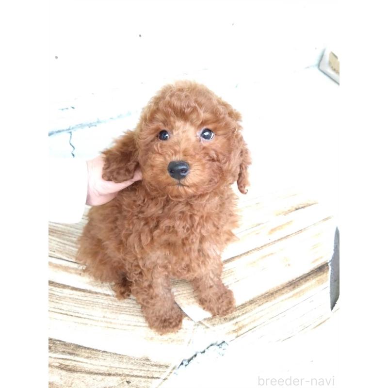 商談中の三重県のトイプードル-431240の10枚目