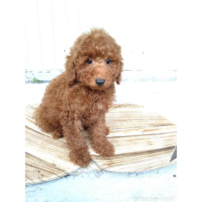 商談中の三重県のトイプードル-431240の9枚目