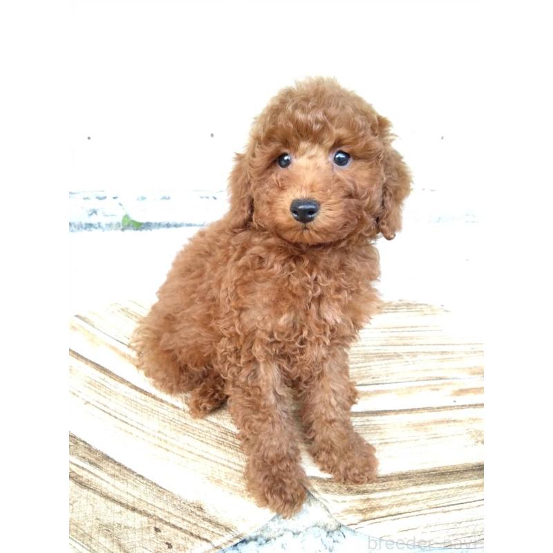 商談中の三重県のトイプードル-431240の7枚目