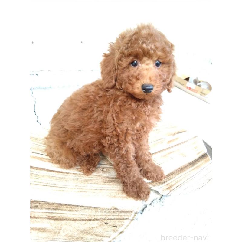 商談中の三重県のトイプードル-431240の6枚目