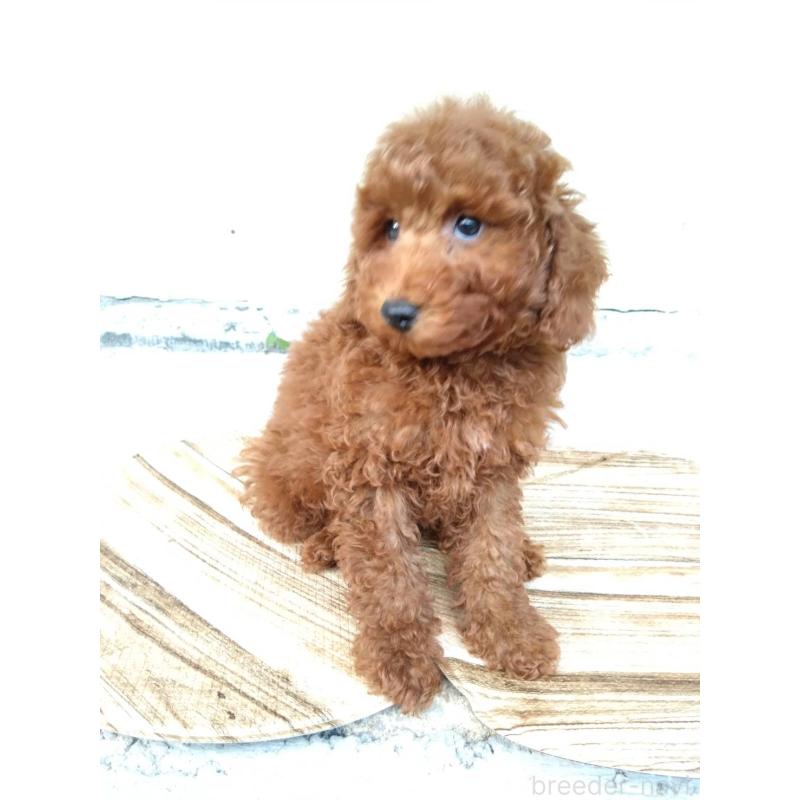 商談中の三重県のトイプードル-431240の5枚目