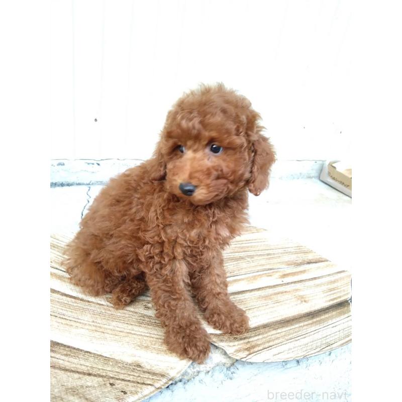 商談中の三重県のトイプードル-431240の4枚目