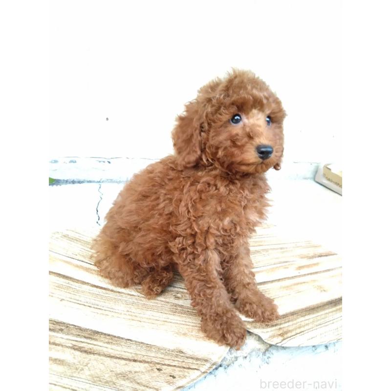 商談中の三重県のトイプードル-431240の3枚目