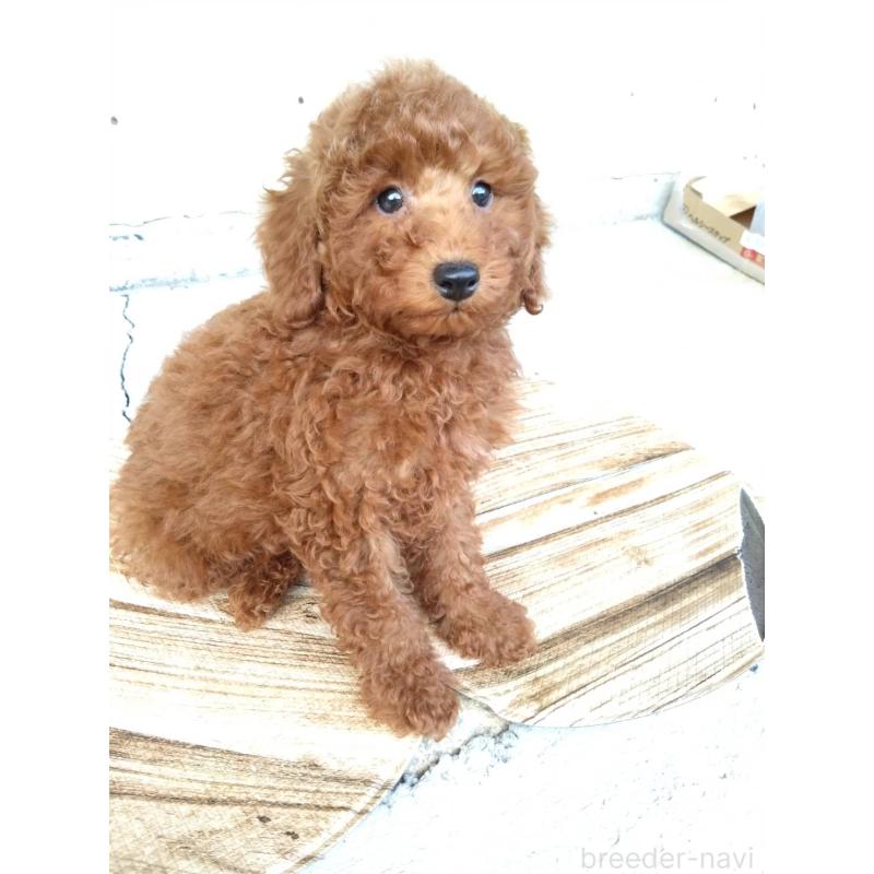 商談中の三重県のトイプードル-431240の2枚目