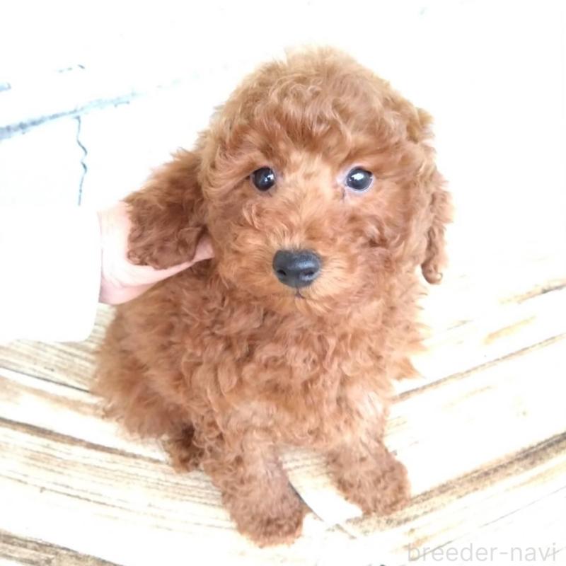 商談中の三重県のトイプードル-431240の1枚目