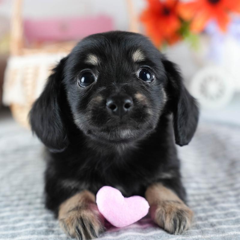 販売中の茨城県のミックス犬-437381の1枚目