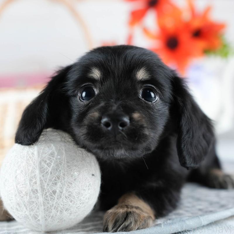 販売中の茨城県のミックス犬-437381の11枚目