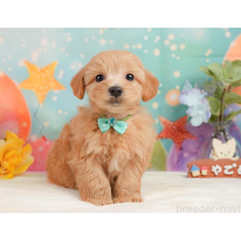 販売中の静岡県のマルプー:マルチーズ×トイプードル-437490の10枚目