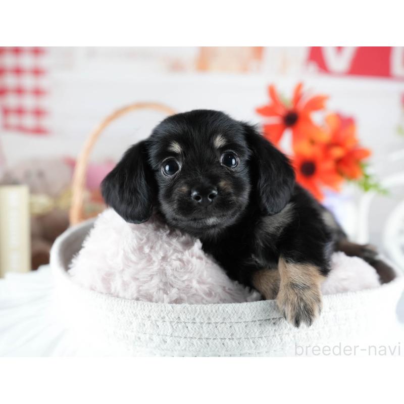 販売中の茨城県のミックス犬-437381の10枚目