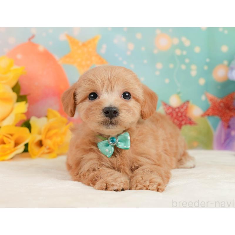 販売中の静岡県のマルプー:マルチーズ×トイプードル-437490の9枚目