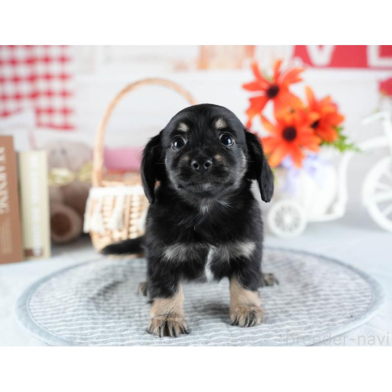 販売中の茨城県のミックス犬-437381の8枚目