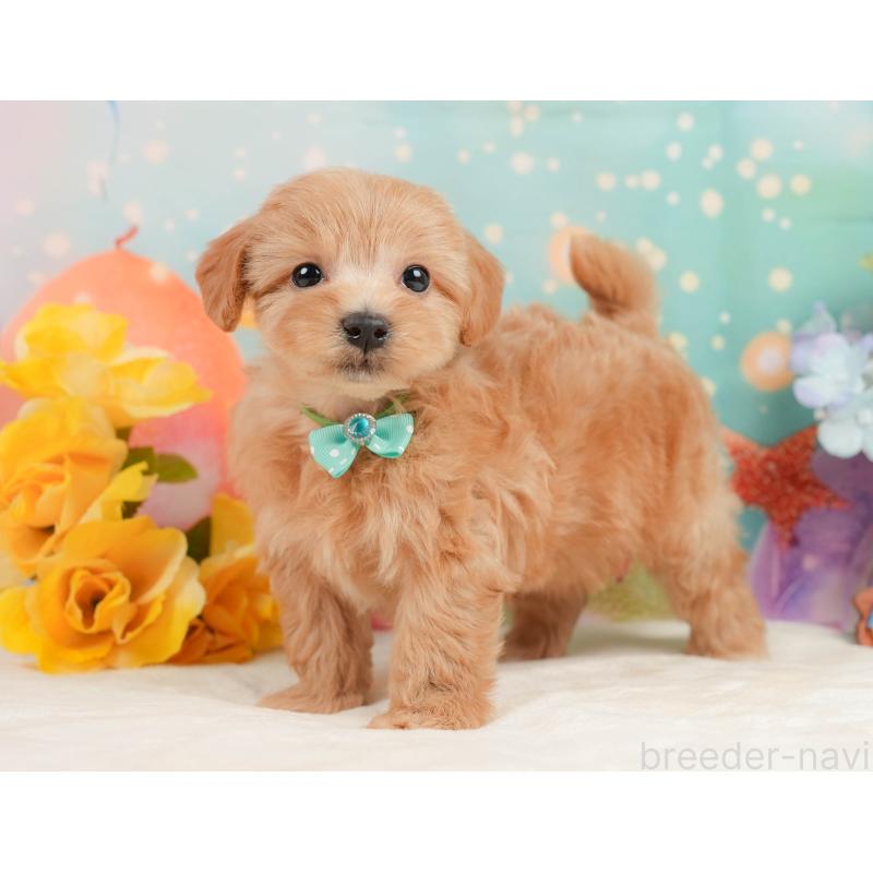 販売中の静岡県のマルプー:マルチーズ×トイプードル-437490の8枚目