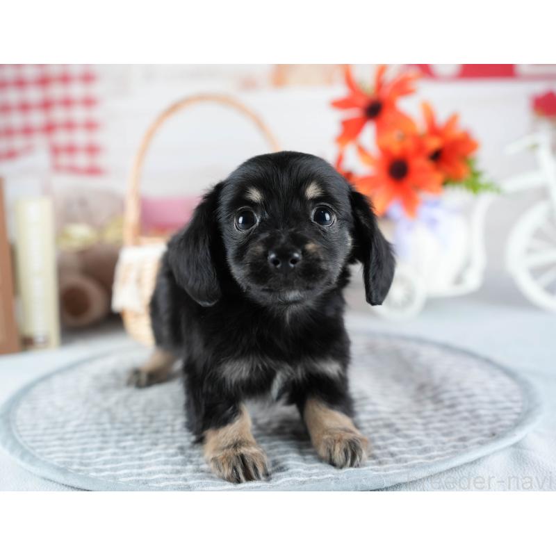 販売中の茨城県のミックス犬-437381の7枚目