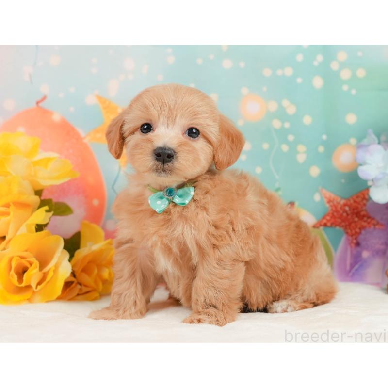 販売中の静岡県のマルプー:マルチーズ×トイプードル-437490の7枚目