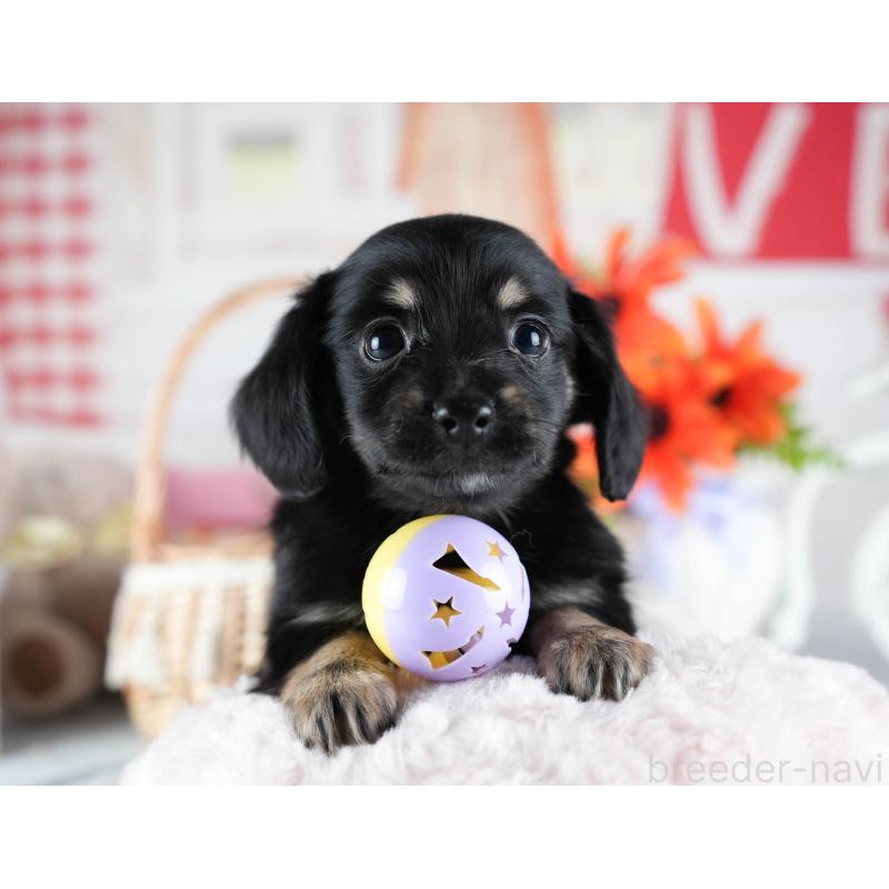 販売中の茨城県のミックス犬-437381の6枚目