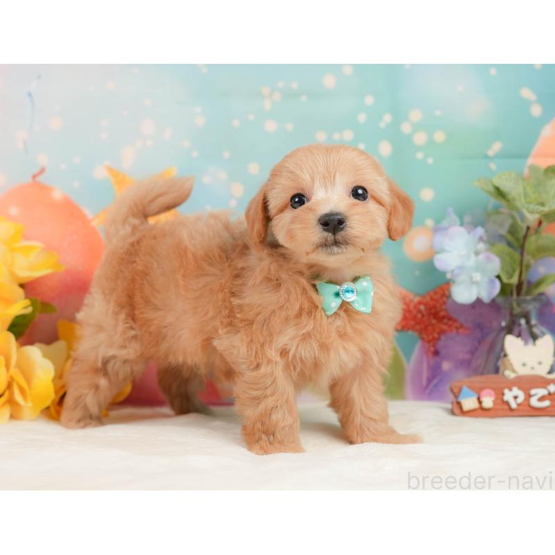 販売中の静岡県のマルプー:マルチーズ×トイプードル-437490の6枚目