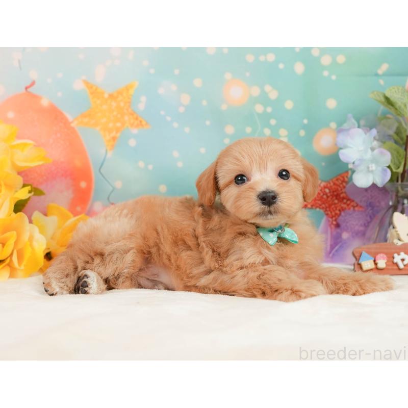 販売中の静岡県のマルプー:マルチーズ×トイプードル-437490の5枚目