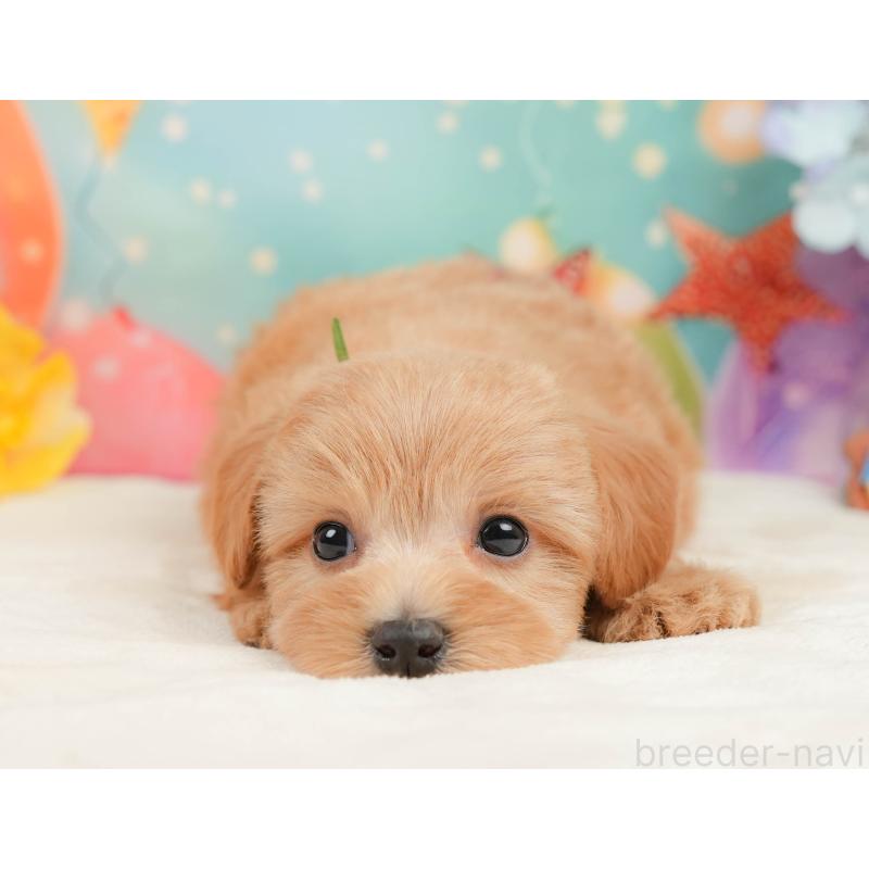 販売中の静岡県のマルプー:マルチーズ×トイプードル-437490の4枚目