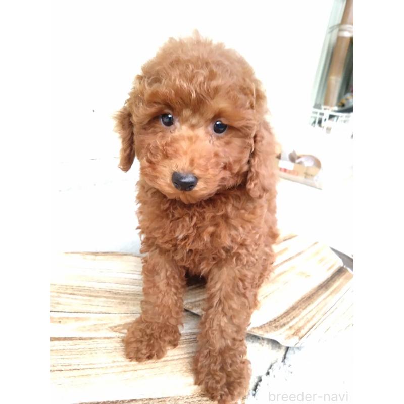 成約済の三重県のトイプードル-431239の10枚目