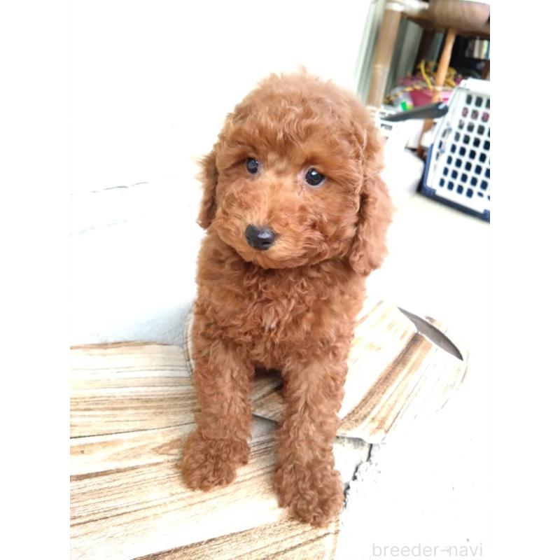 成約済の三重県のトイプードル-431239の9枚目