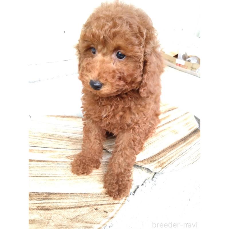 成約済の三重県のトイプードル-431239の8枚目