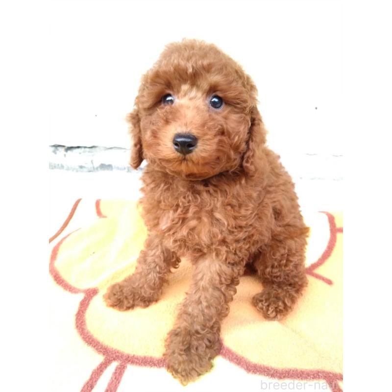 成約済の三重県のトイプードル-431239の7枚目