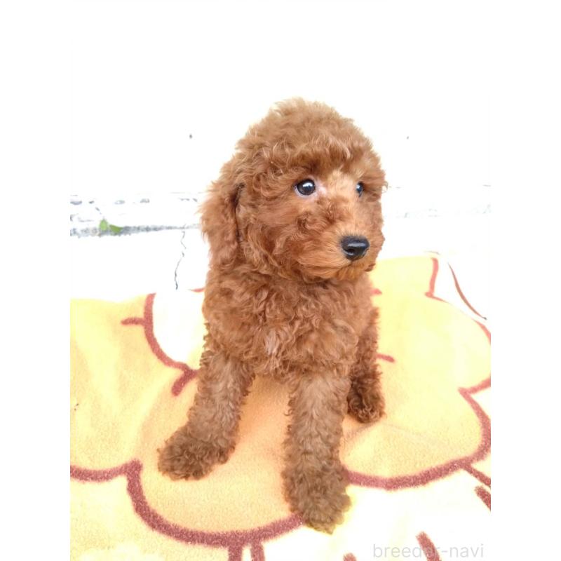 成約済の三重県のトイプードル-431239の6枚目