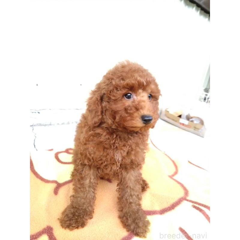 成約済の三重県のトイプードル-431239の5枚目