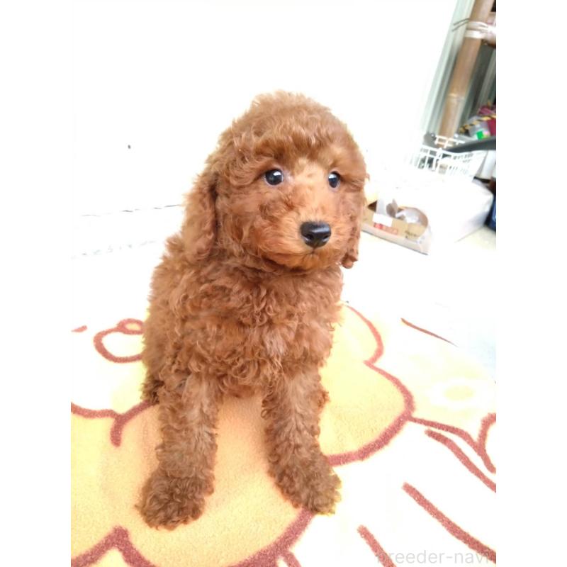 成約済の三重県のトイプードル-431239の4枚目