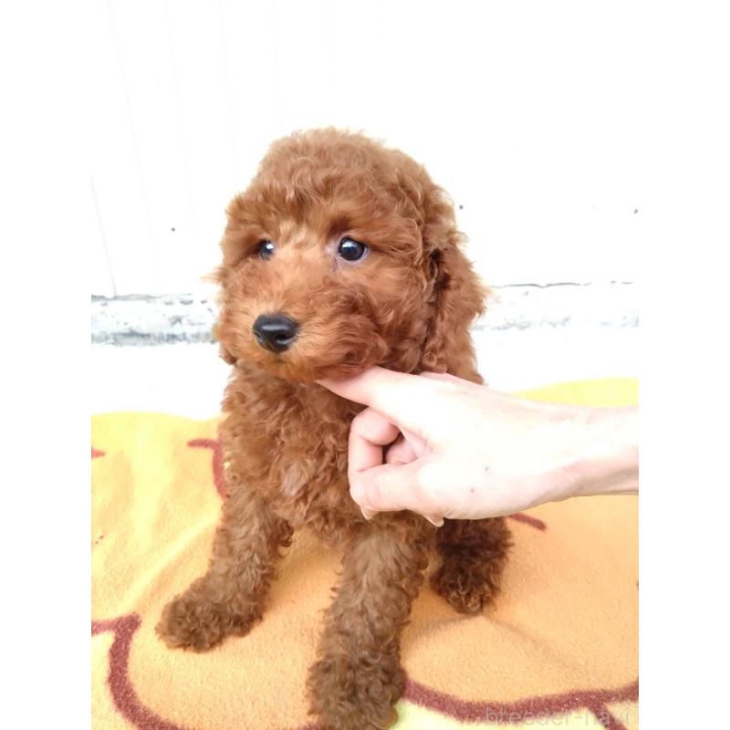 成約済の三重県のトイプードル-431239の3枚目