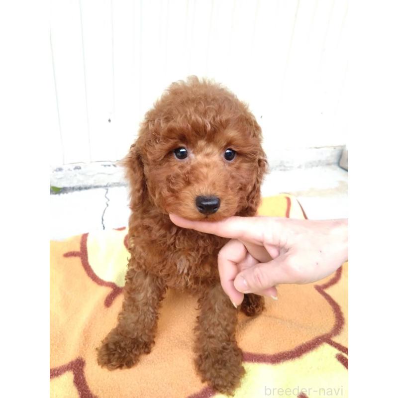 成約済の三重県のトイプードル-431239の2枚目